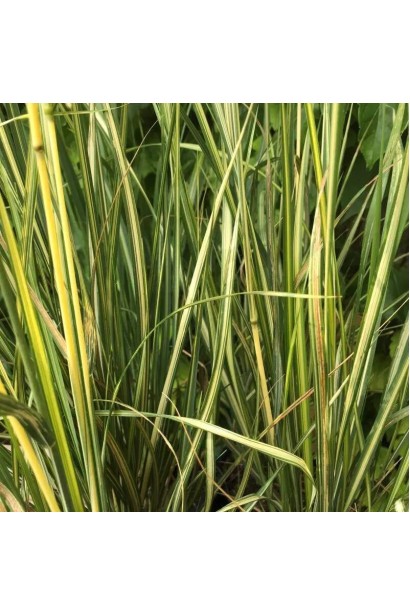 Calamagrostis acutiflora England листя